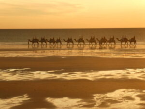 Cable beach camels 