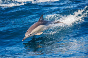 Dolphins in Azores