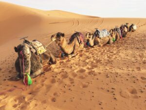 Sahara Desert Camels