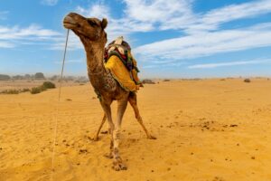Jaisalmer Camels